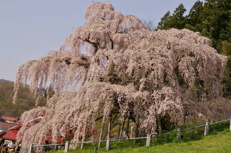 北側から三春の滝桜を撮影