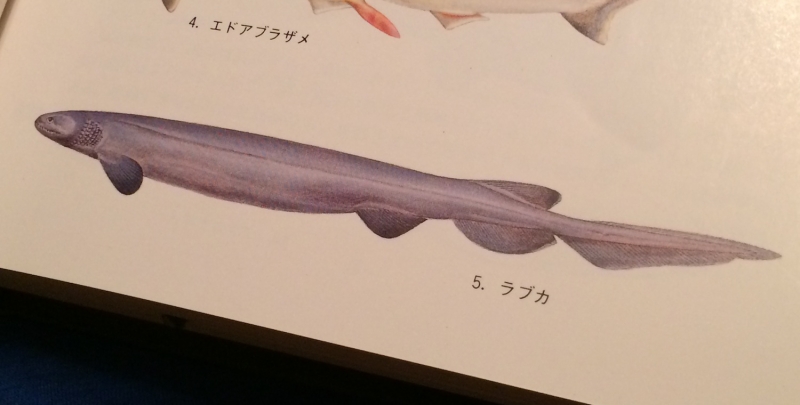 原色日本海水魚図鑑-I（保育社）より