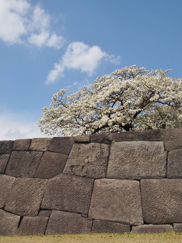 天守閣跡には、見事な桜が1本花を咲かせていました。