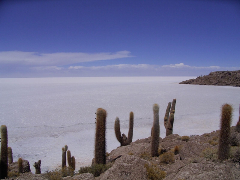 塩湖の真ん中にある島には、多くのサボテンが自生している。