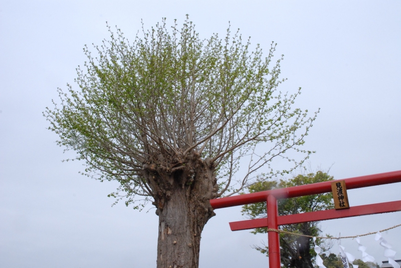 久之浜、見渡神社の銀杏の木（いわき市）