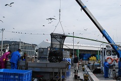 女川漁港での水揚げ風景（2012年11月29日）