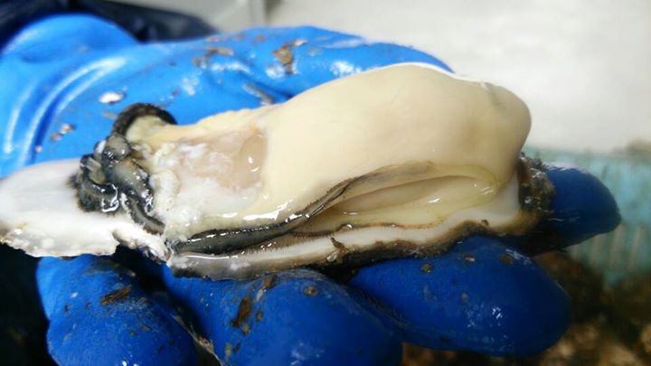 Il mio campoさんが「石巻　狐崎浜　阿部さんの牡蠣を食す会」に投稿した写真