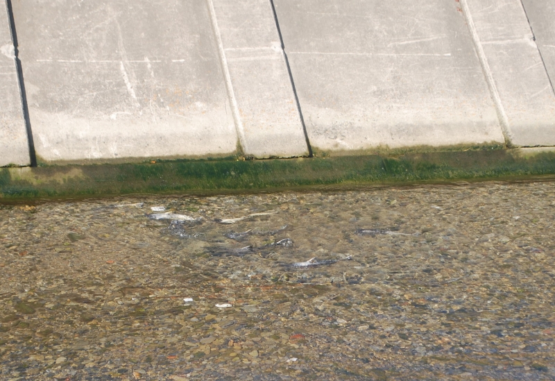 雄勝小学校と雄勝中学校に挟まれた川にもサケが遡上していた（2012年11月）
