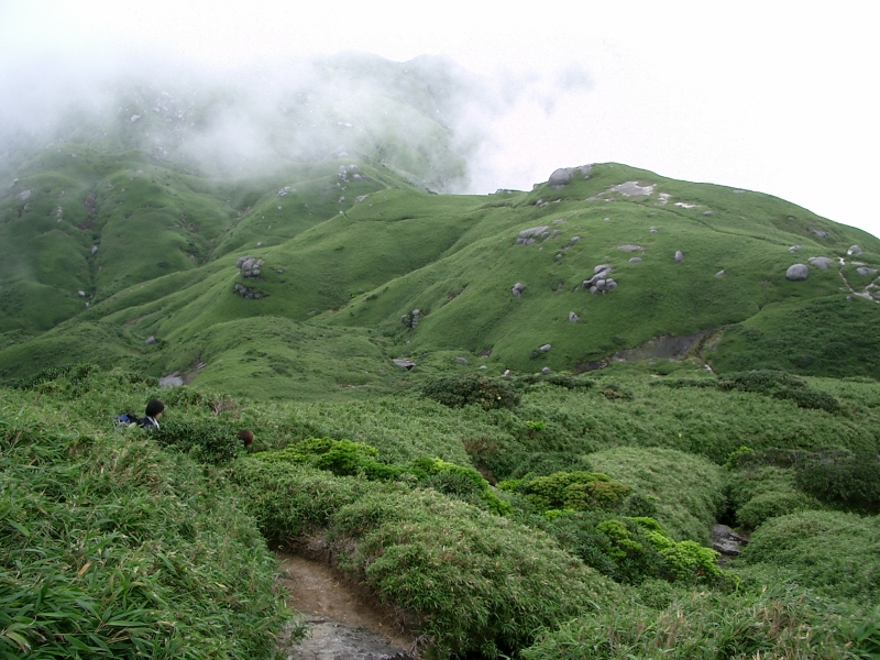 宮之浦岳の森林限界、高い木々を見なくなり、夏でも肌寒い
