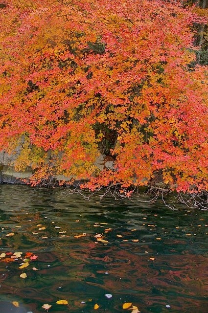 写真ではわかりづらいが、湖面に紅葉が映っている