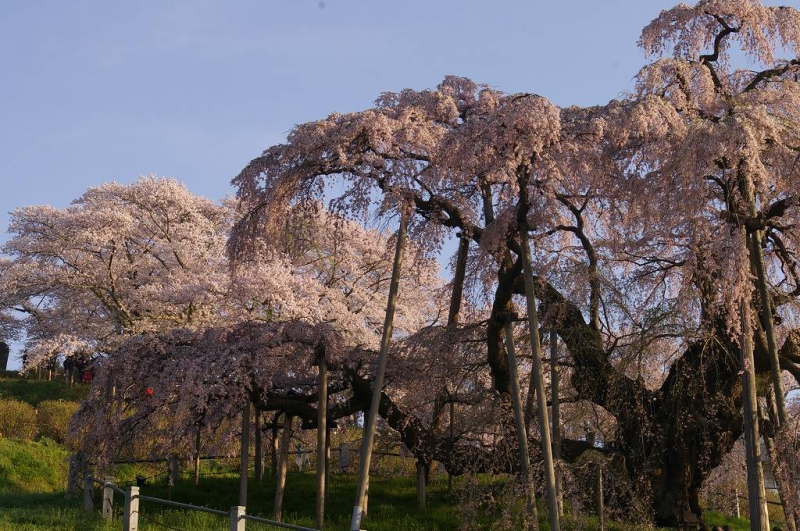 早朝の滝桜
