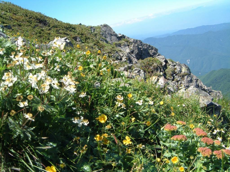 仙丈ヶ岳に咲く高山植物。ハクサンイチゲ（白）とミヤマキンバイ（黄色）