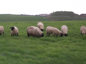 焼尻島はめん羊牧場が広がる。このめん羊が超のつく高級品！島内の食堂でなら安価で食べられる。