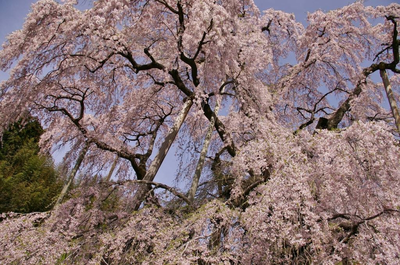 咲き誇る滝桜