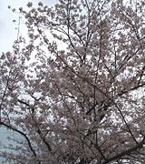 桜が咲く頃、新入生にどんな出会いが待っているだろうか