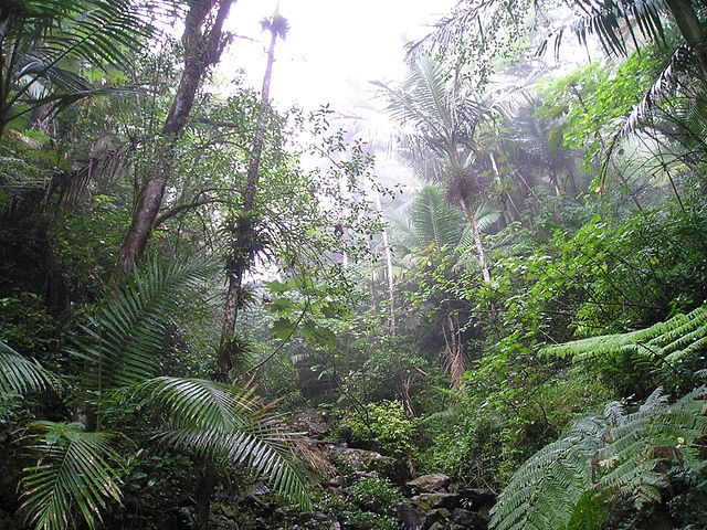 100年後には熱帯雨林がなくなっているかもしれない By Skenji Potaru ぽたる