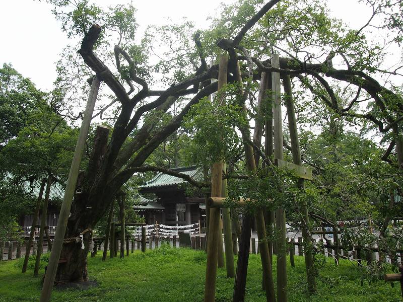 日本一のキンモクセイの古木