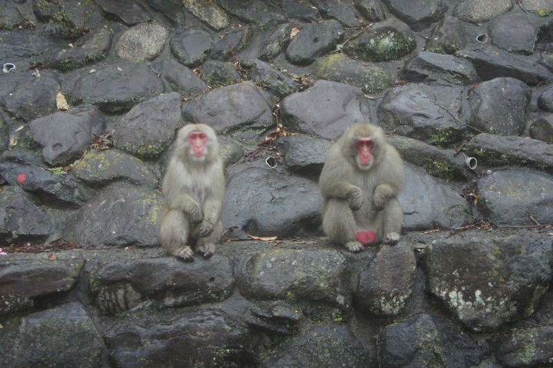 側道で目が合ってしまった猿2匹（小豆島・県道27号線）