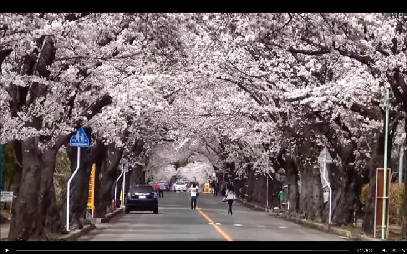 「富岡町内各地の桜の模様を町役場の方が撮影した動画」より