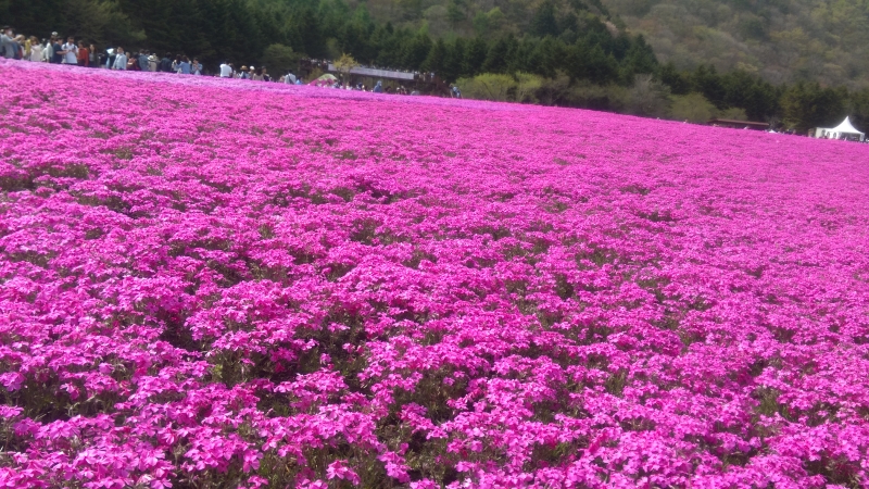 今年は休止になった本栖湖の富士芝桜まつり。また再開できることを願っています。