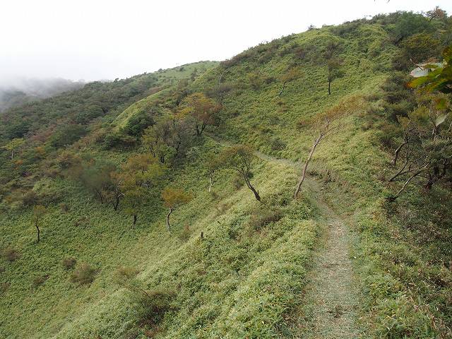 登山道は高い木々が少なく、ササに覆われている場所が多い