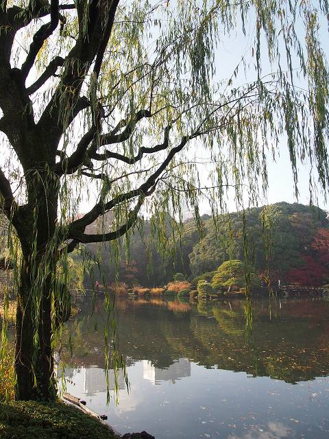 上の池。柳の木と池が絵になります
