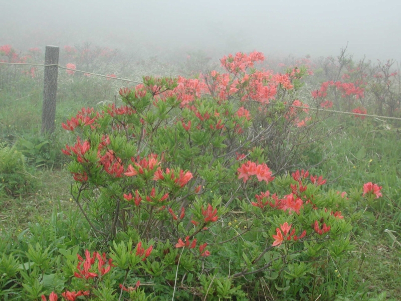 霧にかすむ山頂に咲くレンゲツツジ。まさに雲の中の花の群生