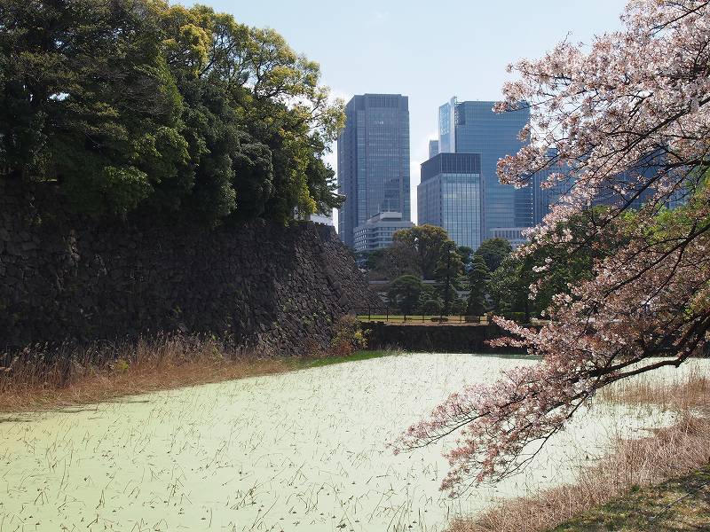 蓮池濠と桜。背後に見える。対照的な高層ビル群がとの組み合わせは不思議な光景です。