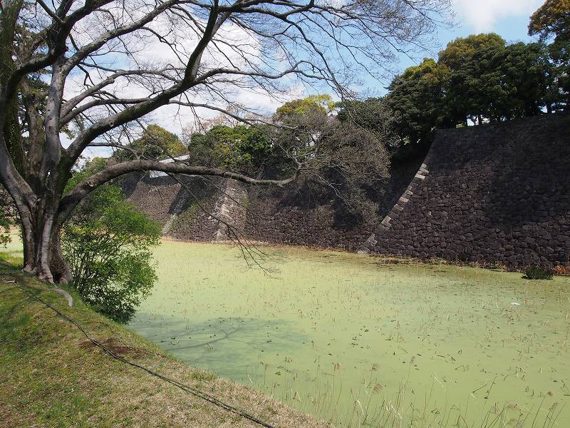 蓮池濠。写っている石垣は、旧江戸城本丸のものです。見ごたえがあります。