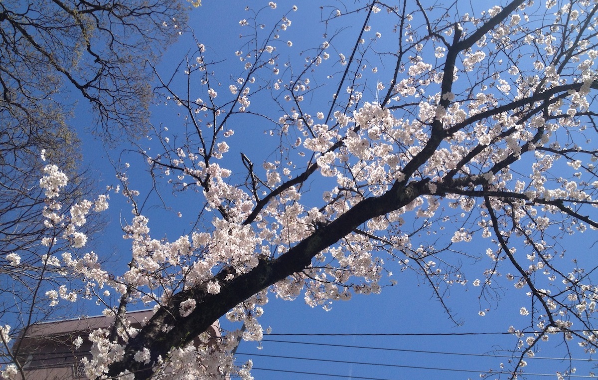 春は別れの季節と言うけれど By Iryota25 Potaru ぽたる