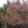 浄土寺の河津桜
