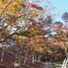 【地元探訪】伊豆半島屈指の紅葉の名所、修善寺自然公園