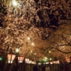 幽玄の美、三嶋大社夜桜