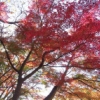 楽寿園の四季 ～秋編～