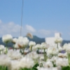 【ぽたるページ】被災地を埋める白いクローバー（2013年6月4日の陸前高田）