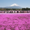 富士山麓に広がる花の絨毯 ～富士芝桜まつり～