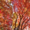 紅葉につつまれて in 香嵐渓