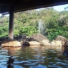 見わたす限りジャングル！西表島（いりおもてじま）に存在した日本最南端の温泉