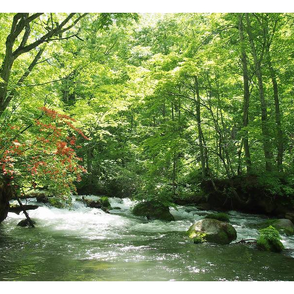 森の画廊「川面の古石」奥入瀬渓流、送料無料 錦秋奥入瀬 | ｜正光画廊