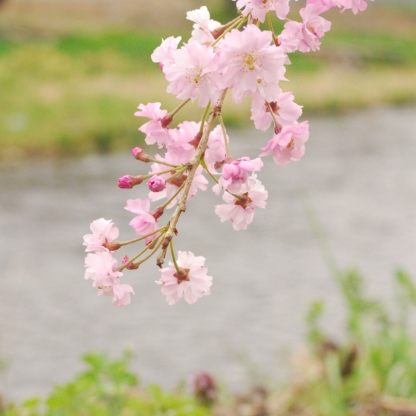 枝垂れ桜の花言葉 By Hometown Of Potaru ぽたる